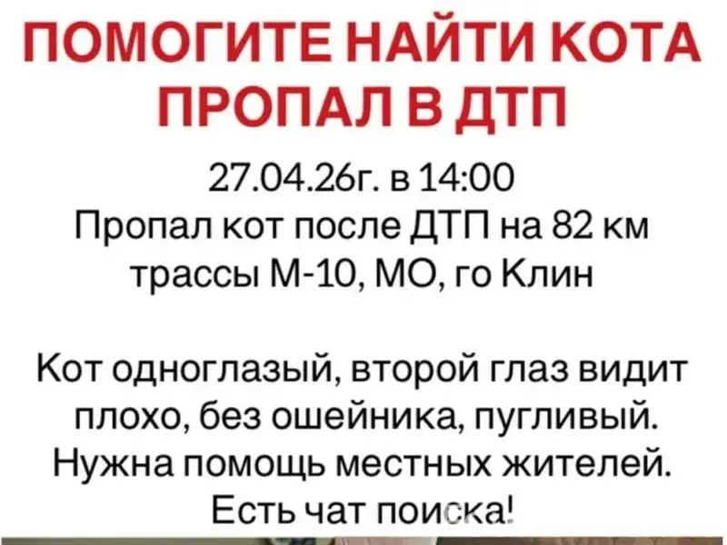 Пропал кот, Клин, трасса М-10