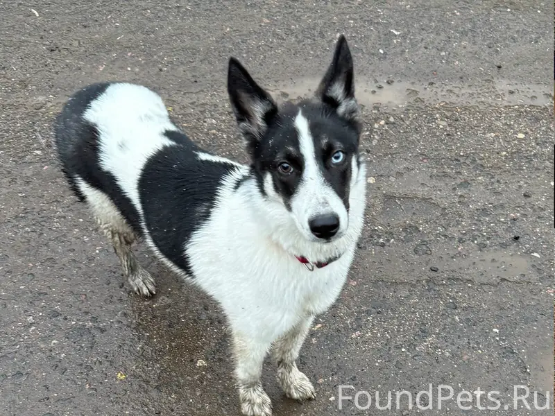 Найденна собака, деревня Толстопальцево
