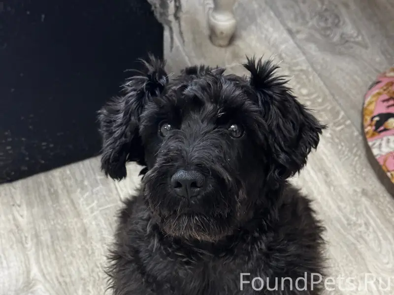 Пропала чёрная собака Романтика, ст. Садовод