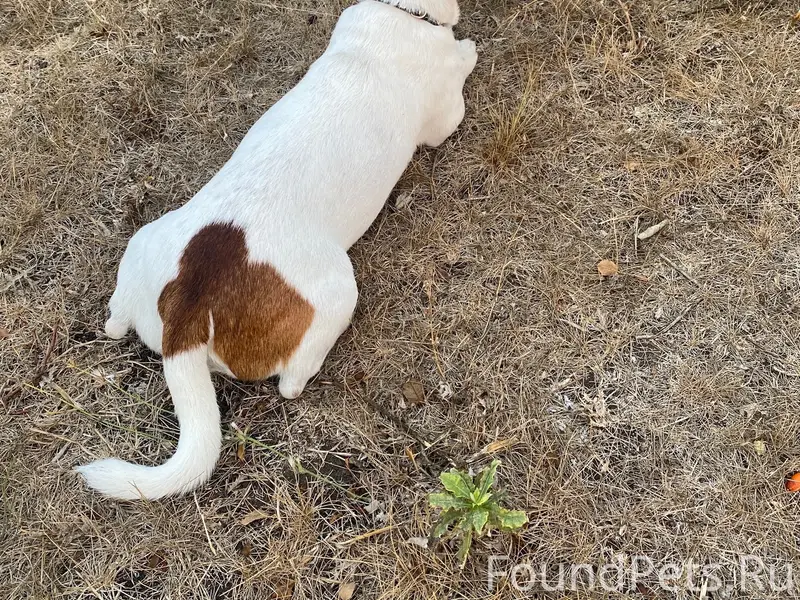 Пропала собака, Симферопольский район