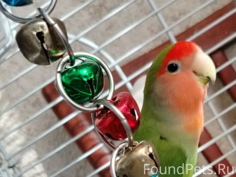 Пропал попугай девочка неразлучник