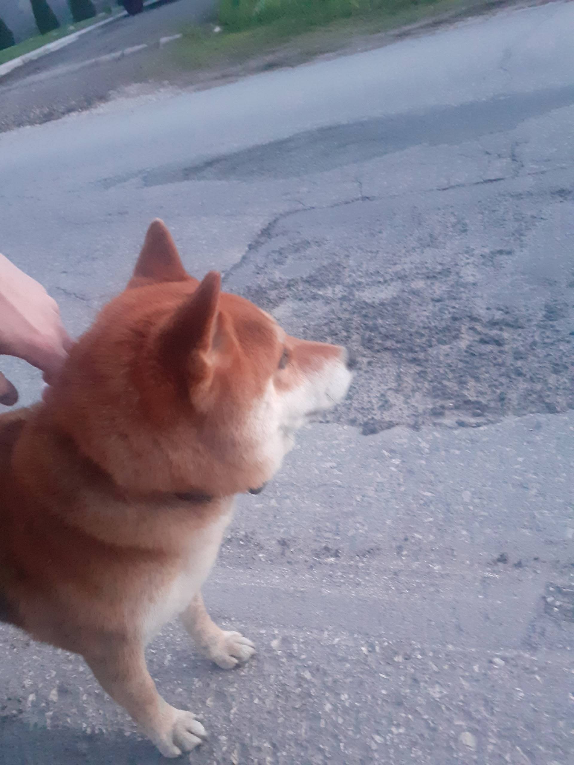 Пропала собака, снизу развилки