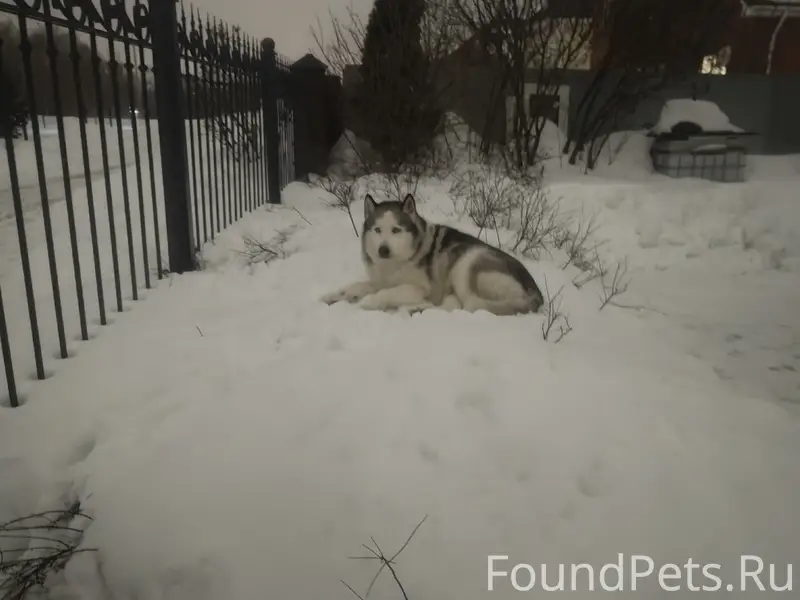 Пропал Хаски Раф, район Дягилева