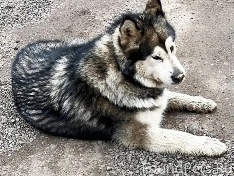 Найдена собака породы маламут, Звенигород