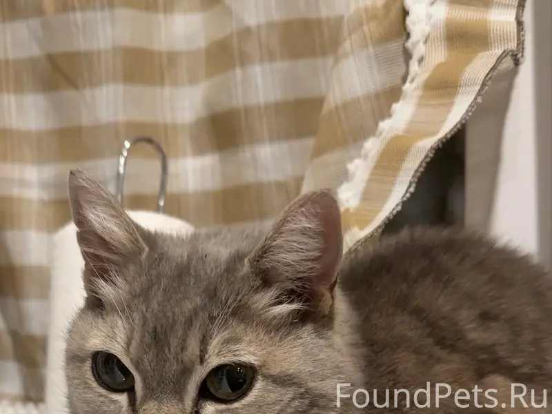 Найдена кошка в Выльгорте
