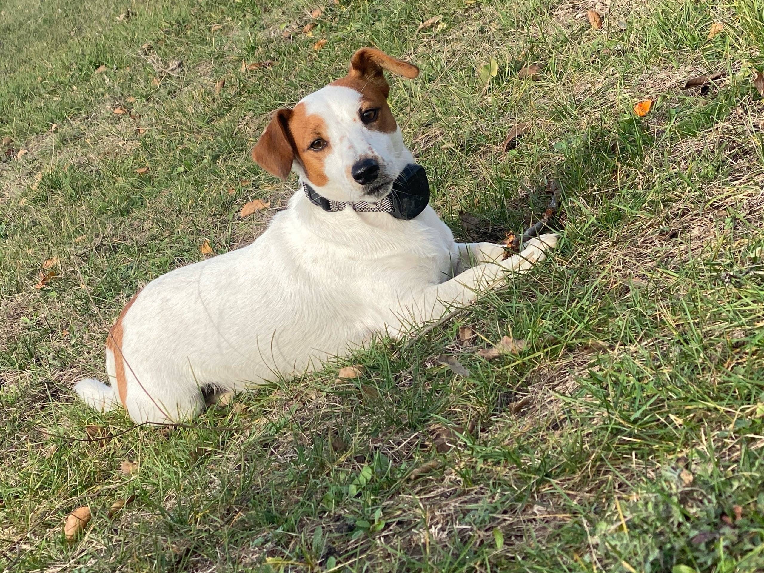 Пропал джек рассел терьер Семён, Симферопольский район