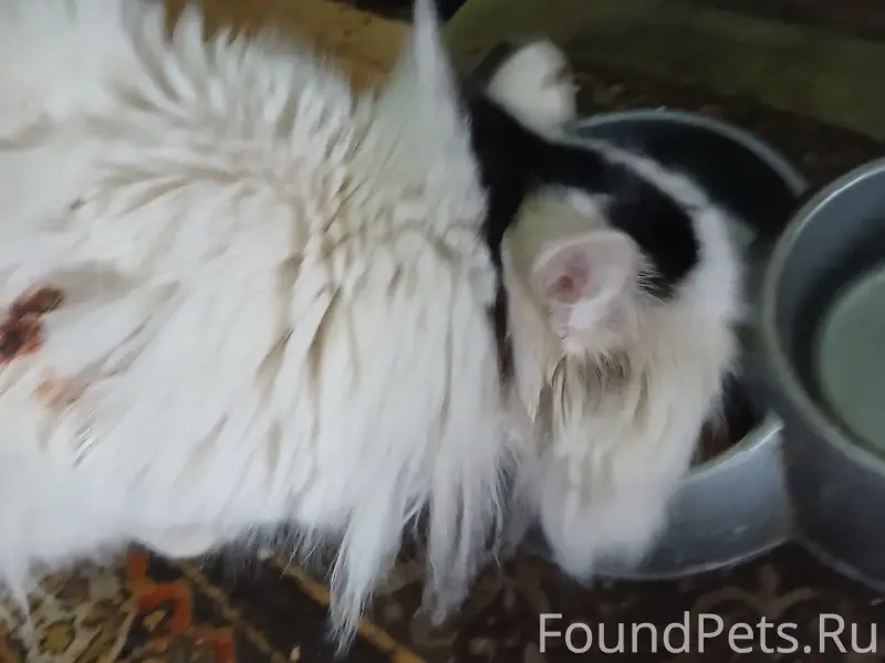 Найден котёнок Зайчик, район р. Гусиновка