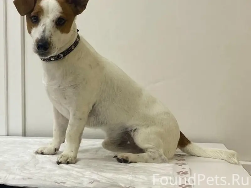 Пропал Джек рассел терьер Семён, Симферопольский район