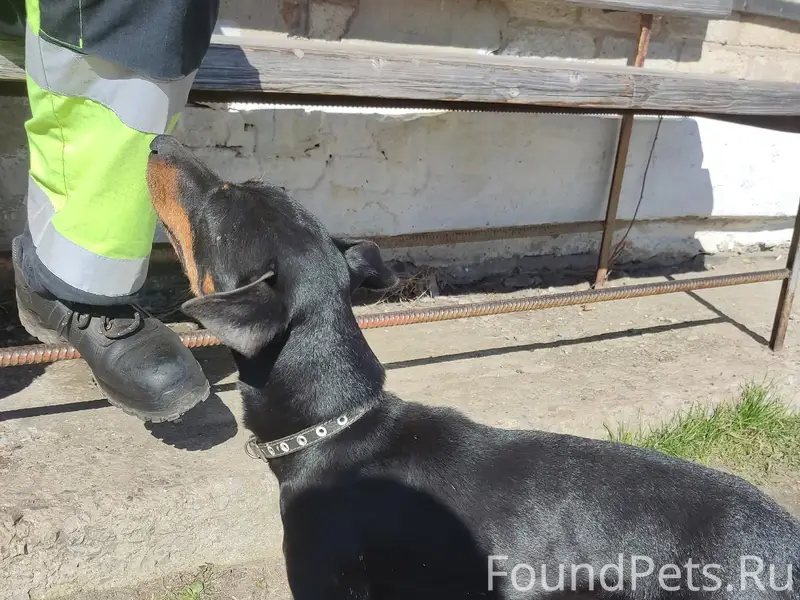 Найден кобель с ошейником, рабочий городок