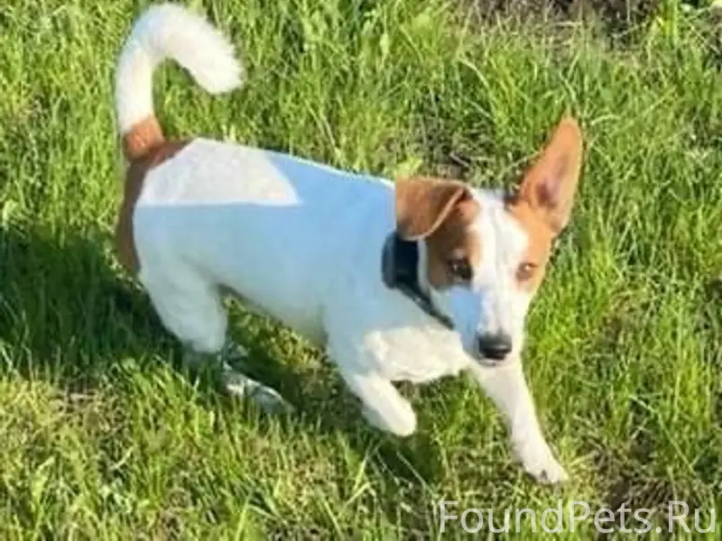 Пропал джек рассел терьер Семён, Симферопольский район