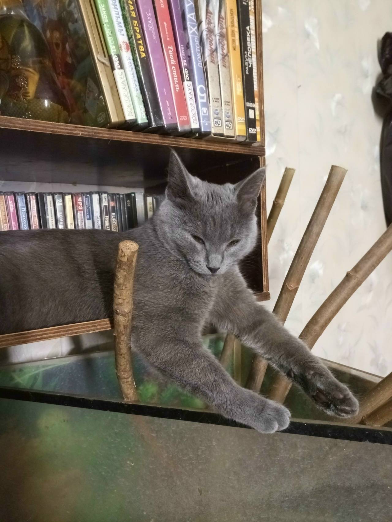 Пропала гладкошёрстная кошка Шуша, Нижний Новгород