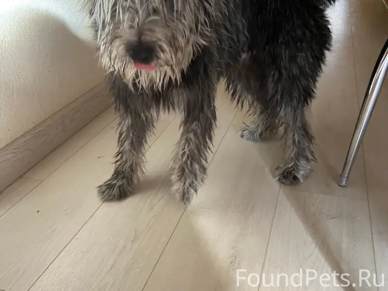 Найден кобель, Есенина (Мещерка)