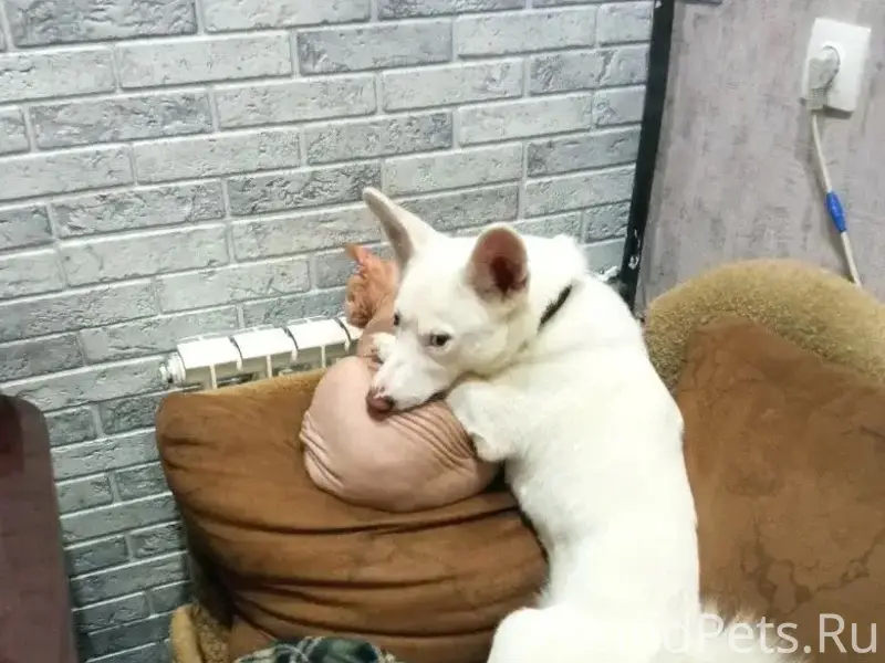 Пропал пёс Мишка, Большое Село