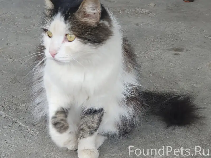Найден ласковый кот, Миасс, пр. Макеева - 42