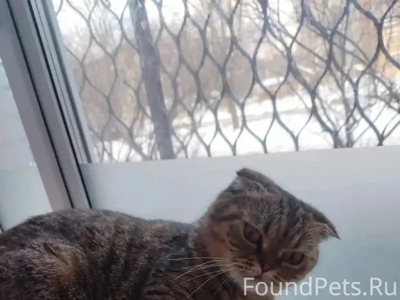 Пропала кошка Миса, Калининский район