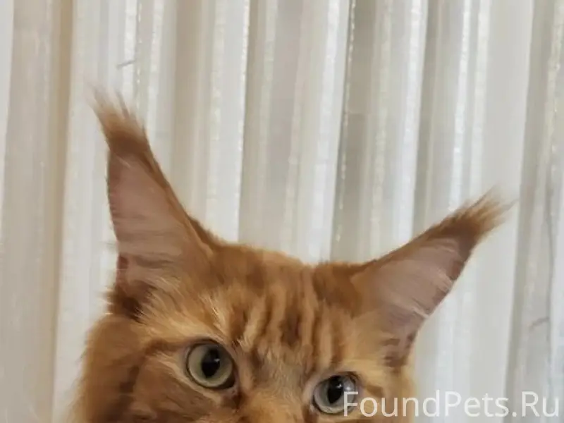 Потерялся кот