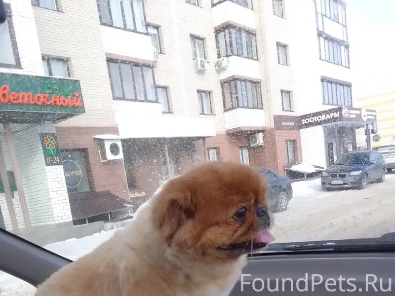 Пропал пекинес Чупа, п. Лебяжье