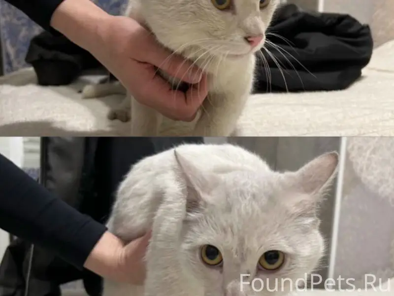 Найден кот, домашний, с ошейником