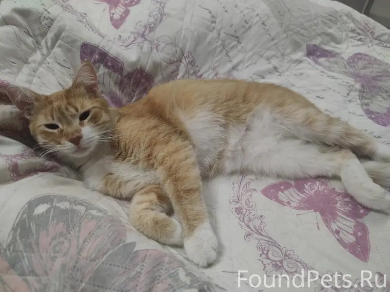 Пропал рыжий кот, Майская горка