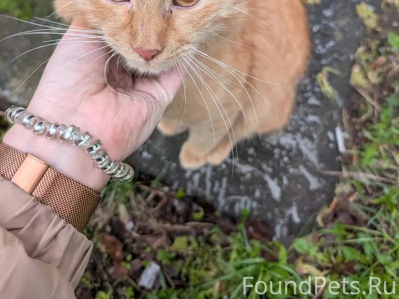 Пропал кот Бусинка