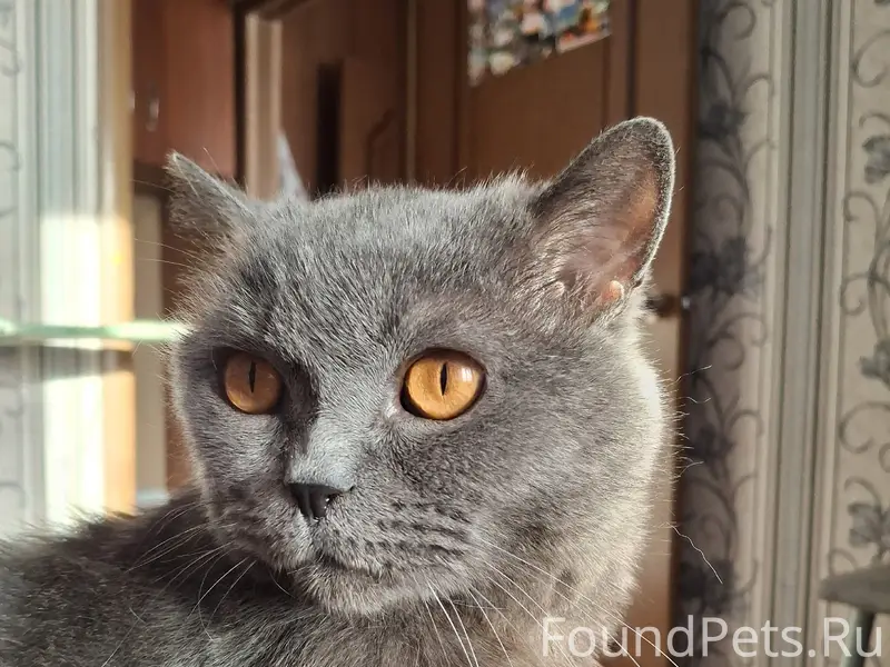 Пропал британец Стёпа, 4й мкр