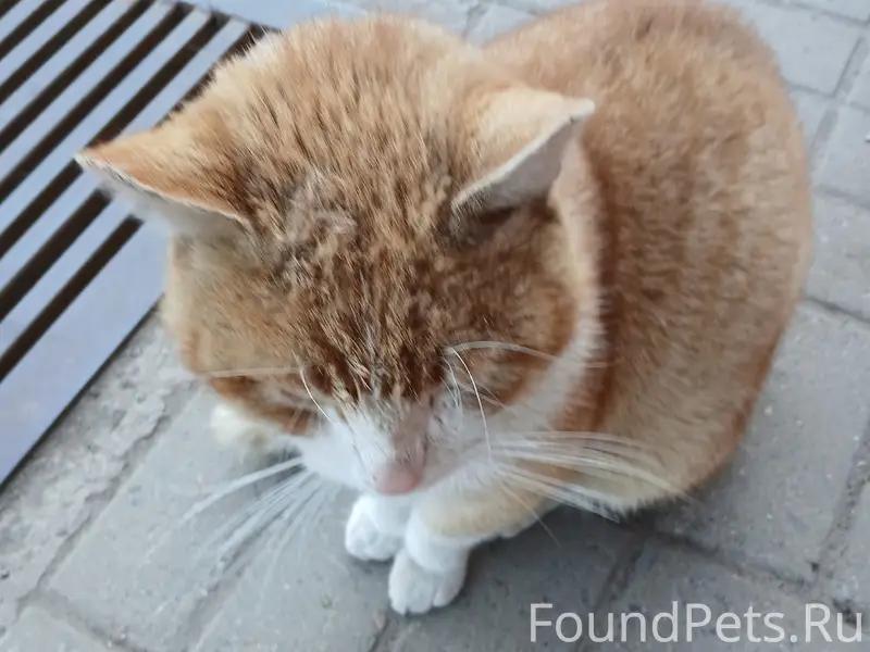 Пропал кот Рыжик, Гатчина