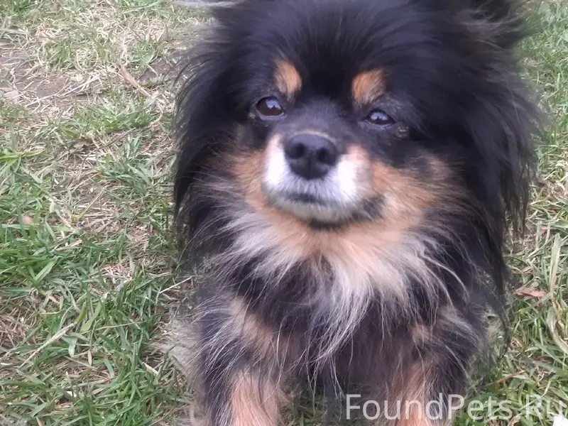 Пропала девочка-шпиц, ул. Жукова