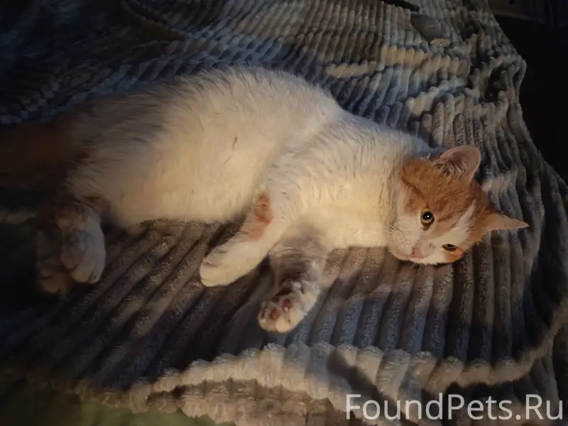 Пропал кот Тимоха, ул. Колхозная