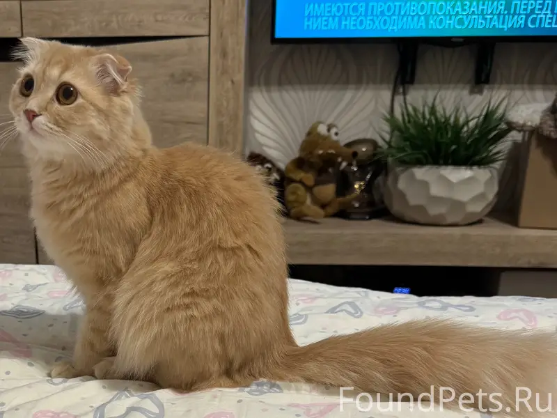 Пропала кошка, район ул Шатохина, ул Московской