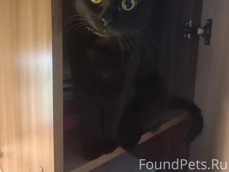 Пропала кошка Ногинск 3-я Малобуньковская