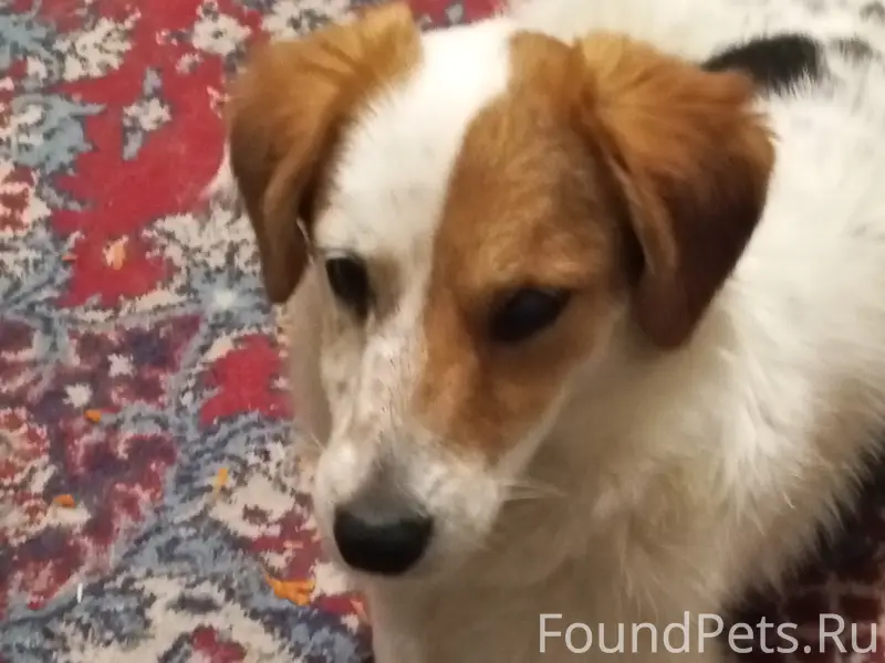 Пропала собака, Воронежская область