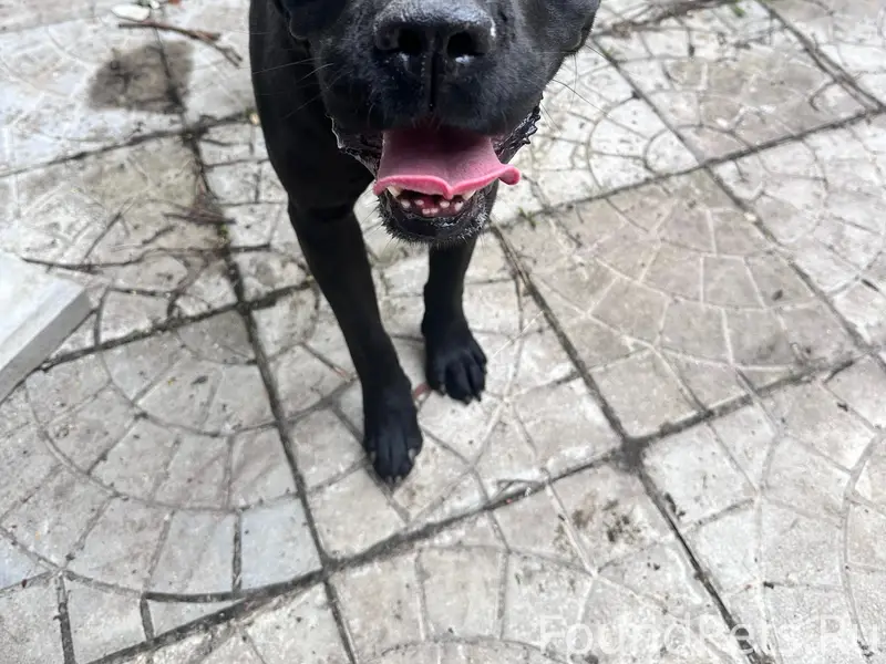 Найден тип собака, Павловский Посад