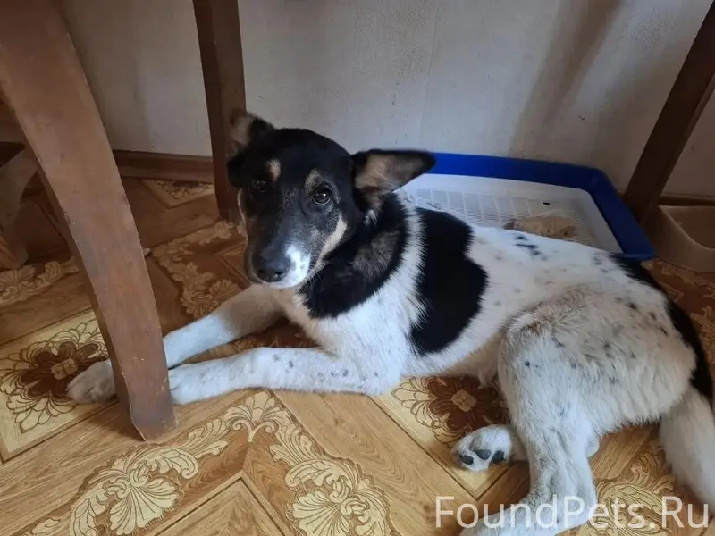 Пропала собака Джессика, белая с чёрными пятнами