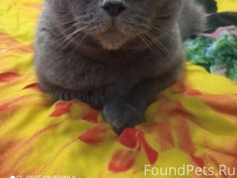 Пропал кот Боня, Красносельский район