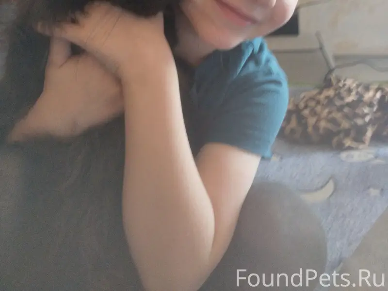 Пропал метис Патрик, район химчистки