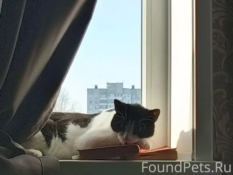 Пропал кот Феликс