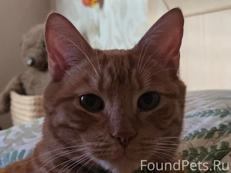 Пропал кот, Малое Исаково