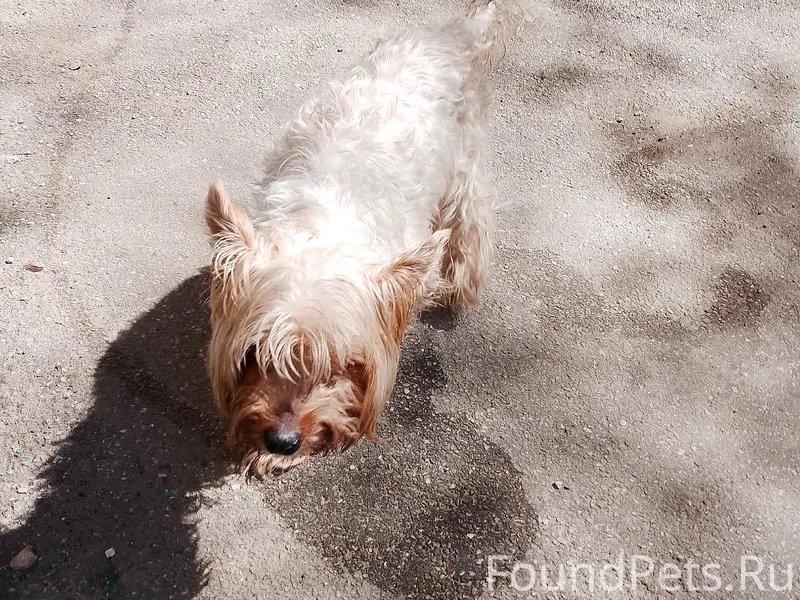 Найден йорк, Запорожская/Дыбенко