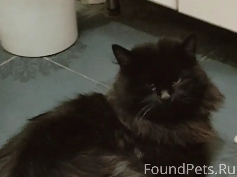 Пропал чёрный кот, район 4 школы