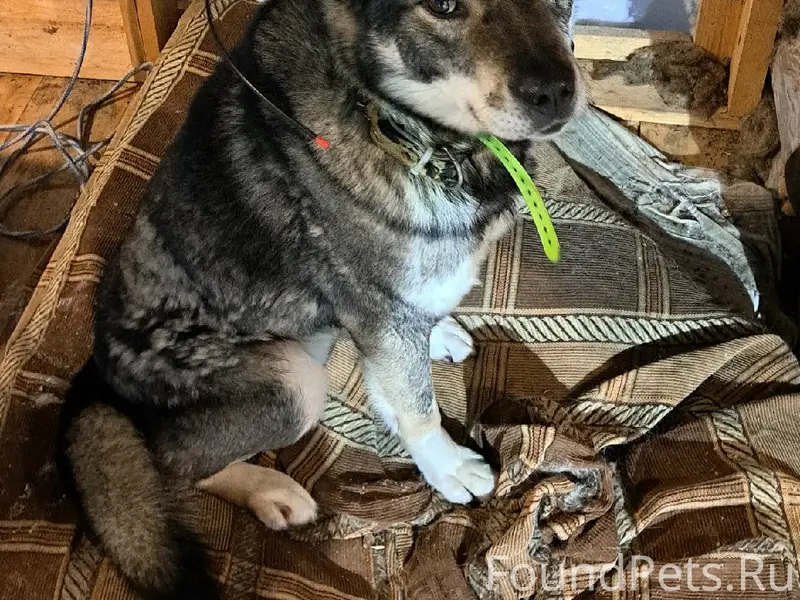 Пропал кобель Шведская лайка Грей, пересечение Южной и Железнодорожной