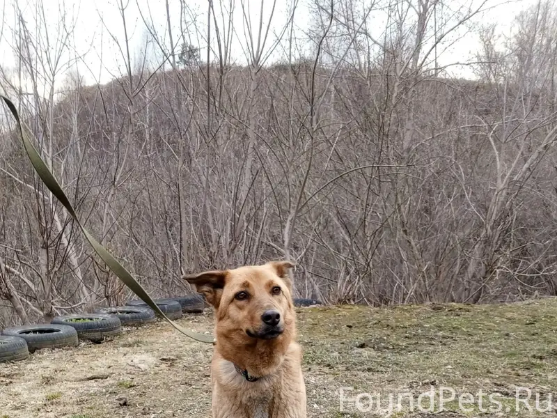 Найден щенок/собака Найда, Бийск