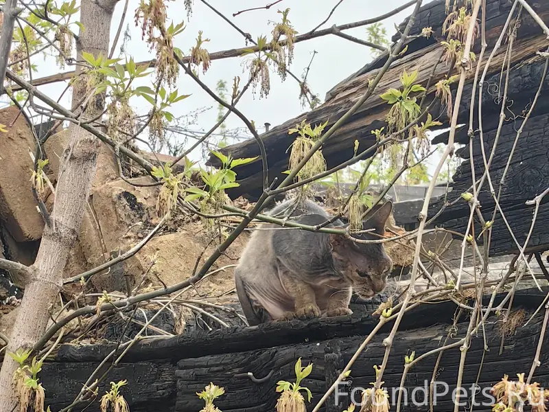 Найден донской сфинкс, около мехколонны 7