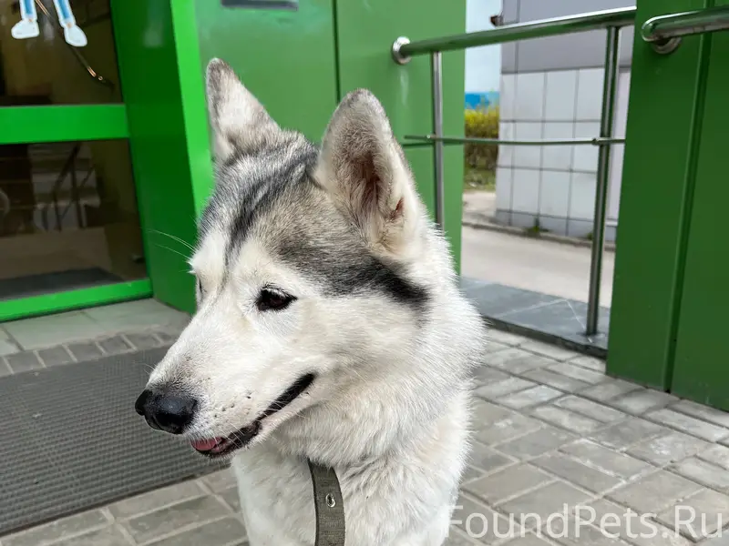 Найденна собака, Липецк, 23 микрорайон