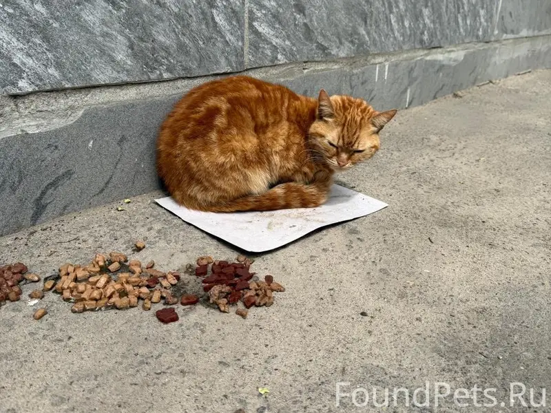Пропал рыжий кот, Красноармейский район