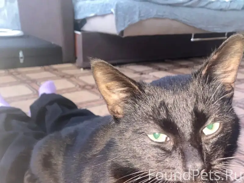Пропал кот, Набережные
