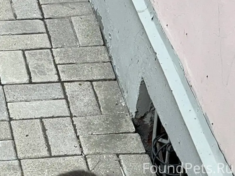 Пропал вислоухий британец, улица Рубинштейна