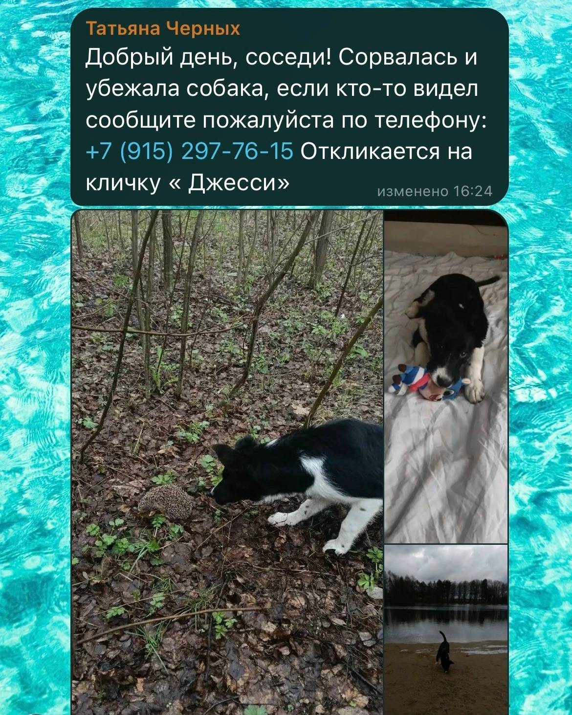 Пропала собака Джесси