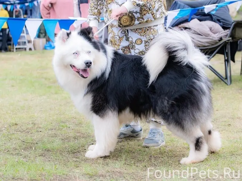 Пропал кобел Якутской лайки, район механизаторов
