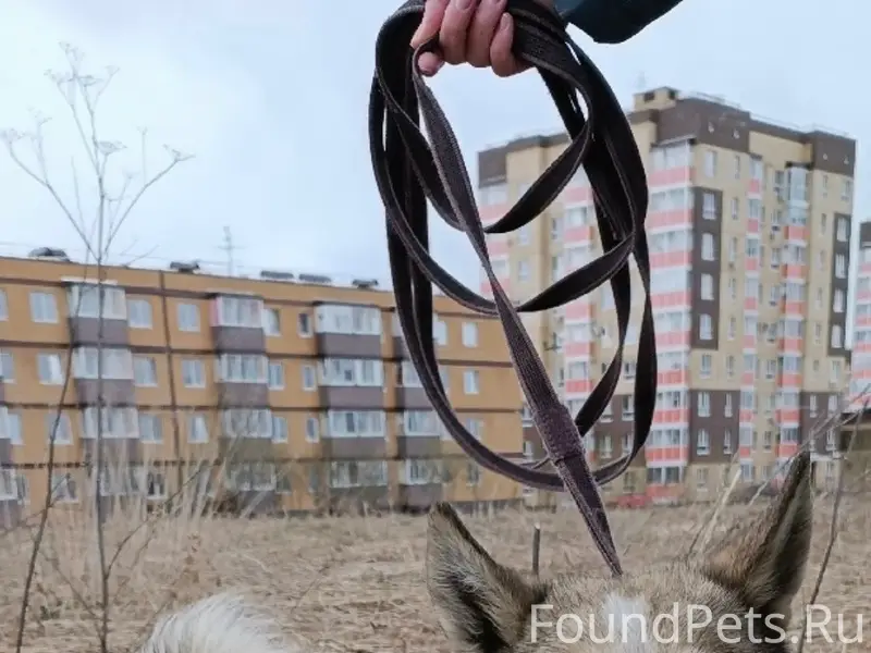 Найден кобель лайки, мкр. Ива