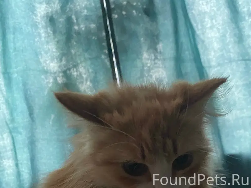 Пропала кошка Буся, район лесной улицы